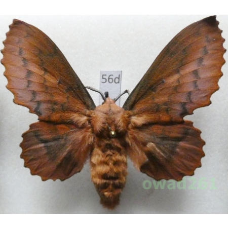 Gastropacha quercifolia (Linnaeus, 1758) female Czech56d